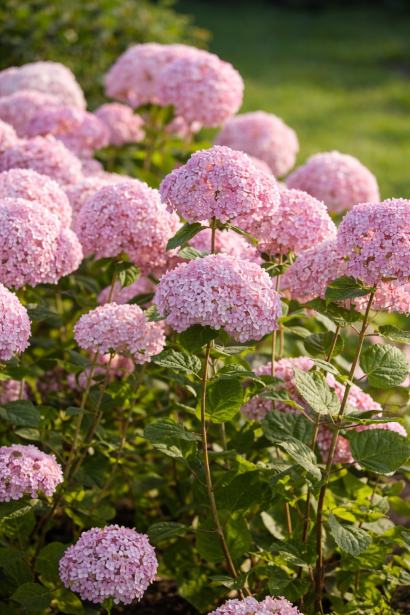 Гортензия Стенд Ап Пинк